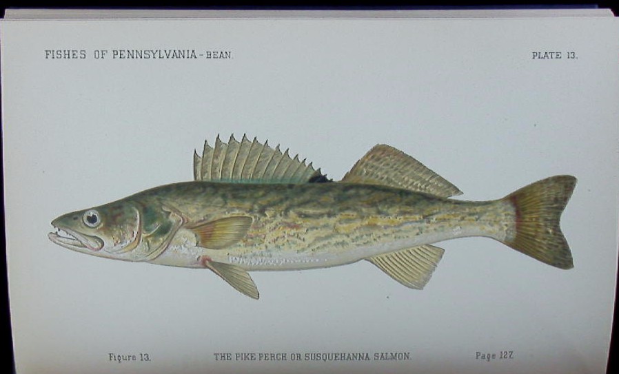FISCHE.-  BEAN, Tarleton Hoffman: - The fishes of Pennsylvania. With descriptions of the species and notes on their common names, distribution, habits, reproduction, rate of growth and mode of capture.